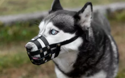 Avocat morsure de chien Marseille : défendre les droits des victimes d’attaques animales